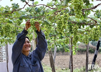 Ninh Thuan grapes (Source: Ninh Thuan Newspaper) Ninh Thuan grapes (Source: Ninh Thuan Newspaper)