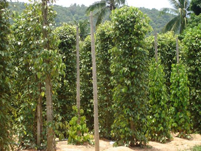 A pepper farm in Phu Quoc District in the southern province of Kien Giang. Phu Quoc pepper, one key produces, is an indispensable spice in many local dishes (Photo: Cat Tuong) A pepper farm in Phu Quoc District in the southern province of Kien Giang. Phu Quoc pepper, one key produces, is an indispensable spice in many local dishes (Photo: Cat Tuong)