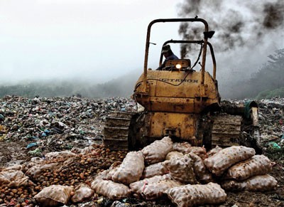 Chinese potatoes are destroyed (Photo: SGGP) Chinese potatoes are destroyed (Photo: SGGP)