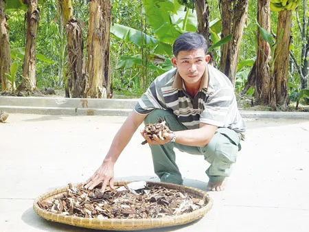 Nấm lim xanh có tác dụng chữa bệnh như thế nào? ảnh 3 Nấm lim xanh có tác dụng chữa bệnh như thế nào? ảnh 3