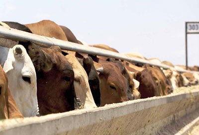 Import Australian cattle in Vietnam (Photo: SGGP) Import Australian cattle in Vietnam (Photo: SGGP)