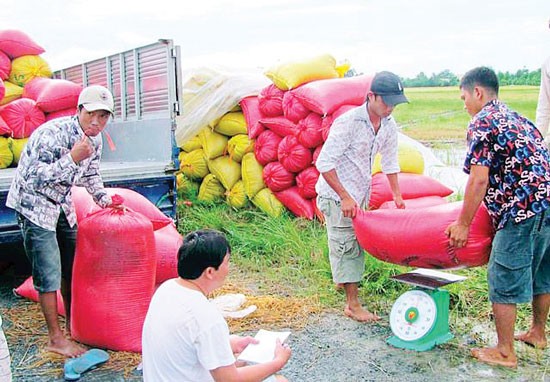 Farmers sell their harvested rice to traders in the Mekong Delta (Photo: SGGP) Farmers sell their harvested rice to traders in the Mekong Delta (Photo: SGGP)