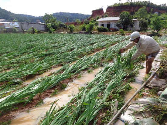 200 hectares of flowers, plants, vegetables are flooded. (Photo: SGGP) 200 hectares of flowers, plants, vegetables are flooded. (Photo: SGGP)