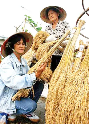 Bước ngoặt lúa thơm