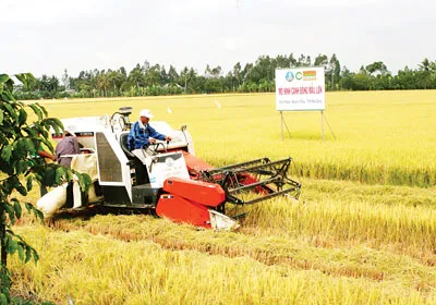 Cánh đồng mẫu lớn là cơ sở để phát triển giống lúa thơm tập trung. Cánh đồng mẫu lớn là cơ sở để phát triển giống lúa thơm tập trung.