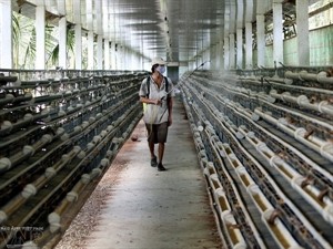 A quail breeding farm (Photo: VNA) A quail breeding farm (Photo: VNA)