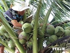 Ben Tre coconuts (Photo: VNA) Ben Tre coconuts (Photo: VNA)