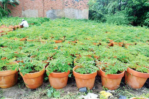 Ăn rau Chùm ngây tốt cho sức khỏe