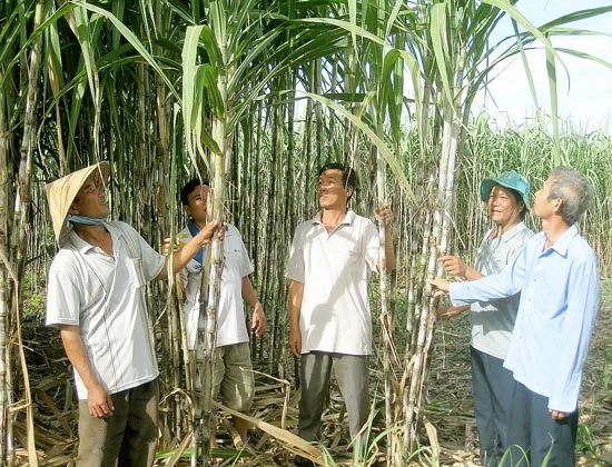 Ai mua mía không!