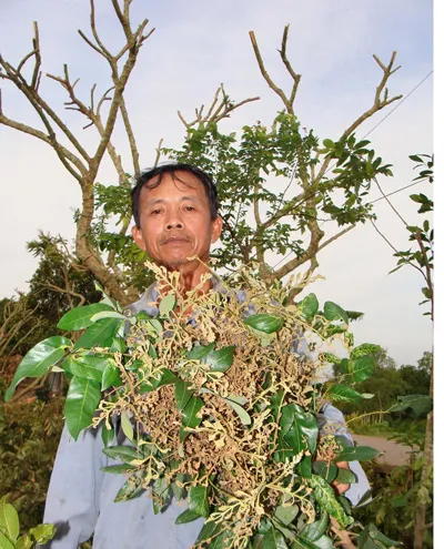 Hơn 173 tỷ đồng phòng, trị bệnh chổi rồng