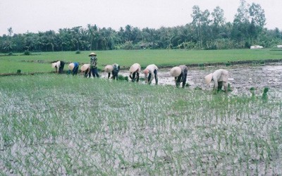 Wet Rice Museum will be built in Vinh Long (SGGP) Wet Rice Museum will be built in Vinh Long (SGGP)
