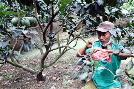 A farmer examines grapefruit trees at the Tan Trieu grapefruit co-operative in the Mekong Delta province of Dong Nai. Many local farmers have switched to growing specialty grapefruit because of high profits. — VNA/VNS Photo Vu Sinh. A farmer examines grapefruit trees at the Tan Trieu grapefruit co-operative in the Mekong Delta province of Dong Nai. Many local farmers have switched to growing specialty grapefruit because of high profits. — VNA/VNS Photo Vu Sinh.