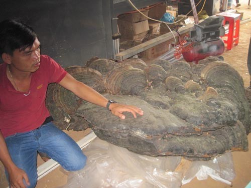The 220kg reishi mushroom The 220kg reishi mushroom