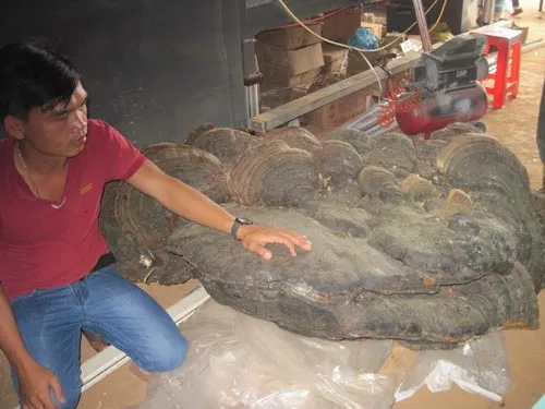 Nấm linh chi nặng 220kg