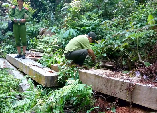Vụ phá rừng đặc dụng Bà Nà - Núi Chúa: Chậm khởi tố vì chưa xác định được nguồn gốc gỗ