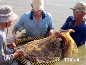 Farmers harvest shrimp in Vinh Chau township, Soc Trang province (Photo: VNA) Farmers harvest shrimp in Vinh Chau township, Soc Trang province (Photo: VNA)
