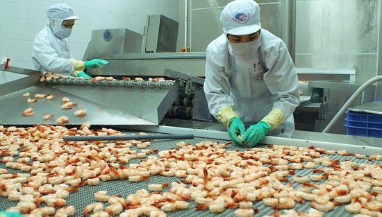 Shrimp processing for exports at Minh Phu Company, Ca Mau Province (Photo: SGGP) Shrimp processing for exports at Minh Phu Company, Ca Mau Province (Photo: SGGP)