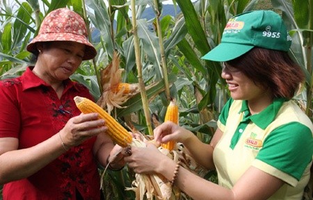 The Ministry of Natural Resources and Environment has issued a BioSafety Certificate for Dekalb Vietnam (Monsanto) and Syngenta Vietnam's corn seeds that the companies claim will benefit millions of farmers. — VNA/VNS Photo Dinh Hue The Ministry of Natural Resources and Environment has issued a BioSafety Certificate for Dekalb Vietnam (Monsanto) and Syngenta Vietnam's corn seeds that the companies claim will benefit millions of farmers. — VNA/VNS Photo Dinh Hue