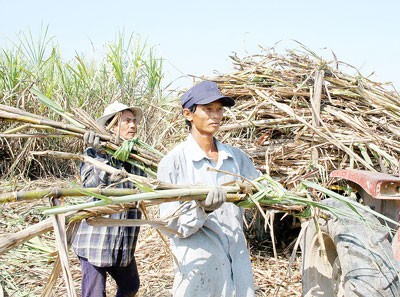Farmers harvest sugarcane in the Mekong Delta (Photo: SGGP) Farmers harvest sugarcane in the Mekong Delta (Photo: SGGP)