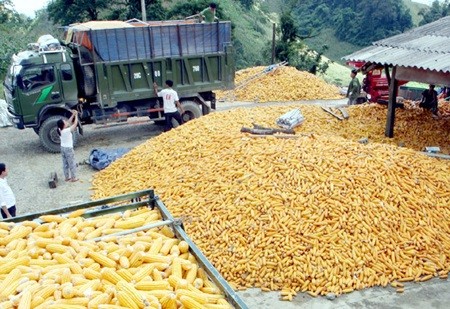 Farmers harvest maize in the northern province of Son La. Experts said that farmers could boost maize yields by applying more advanced technology. — VNA/VNS Photo Dinh Hue Farmers harvest maize in the northern province of Son La. Experts said that farmers could boost maize yields by applying more advanced technology. — VNA/VNS Photo Dinh Hue