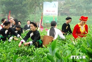 Tea harvesting festival in Thai Nguyen. (VNA) Tea harvesting festival in Thai Nguyen. (VNA)