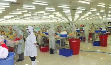 Tra fish processing at Hung Vuong Chau Au Company in the Mekong Delta (Photo: SGGP) Tra fish processing at Hung Vuong Chau Au Company in the Mekong Delta (Photo: SGGP)