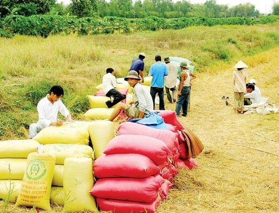 Traders buy fresh rice at fields in the Mekong Delta (Photo: SGGP) Traders buy fresh rice at fields in the Mekong Delta (Photo: SGGP)
