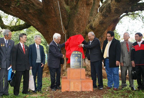 A view of the ceremony to grant the Vietnam Heritage Tree title to two 100-year-old camphor trees (Photo: SGGP) A view of the ceremony to grant the Vietnam Heritage Tree title to two 100-year-old camphor trees (Photo: SGGP)