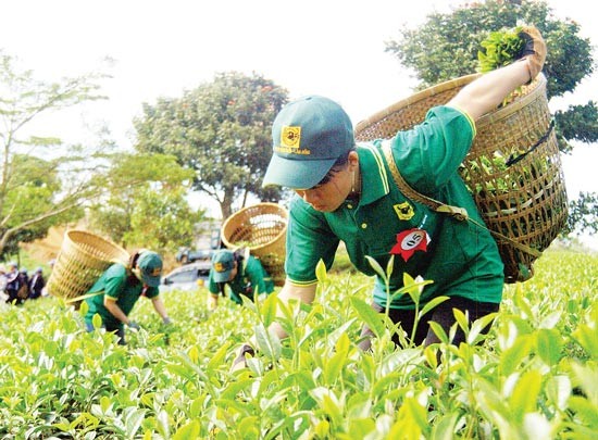 (Photo: SGGP) (Photo: SGGP)