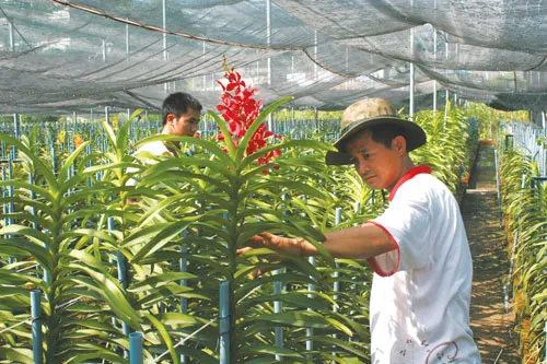 TPHCM - Hoàn thành xây dựng nông thôn mới ở 6 xã điểm ảnh 2