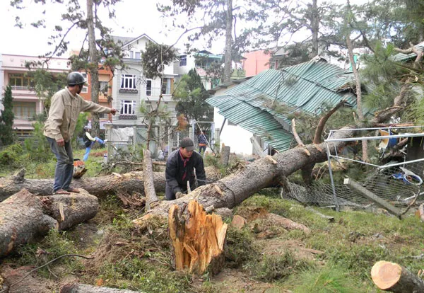 Cây thông gãy đè 4 người bị thương