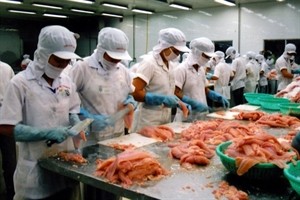 Workers are processing Tra fish's export fillets. The Mekong Delta region has set to rake in 11.9 billion USD from exports in 2015, including 10.2 billion USD earned from rice and seafood. Photo: VNA Workers are processing Tra fish's export fillets. The Mekong Delta region has set to rake in 11.9 billion USD from exports in 2015, including 10.2 billion USD earned from rice and seafood. Photo: VNA