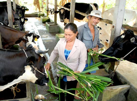 A dairy farm in Cu Chi (Photo: SGGP) A dairy farm in Cu Chi (Photo: SGGP)