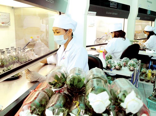 Orchid multiplication at the HCMC Hi-Tech Agricultural Research and Development Center (Photo: SGGP) Orchid multiplication at the HCMC Hi-Tech Agricultural Research and Development Center (Photo: SGGP)