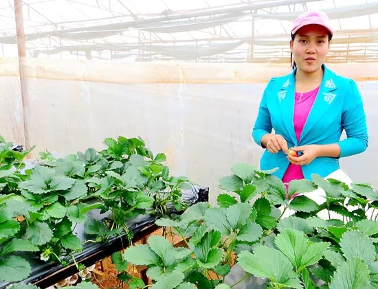 “Vườn dâu nhà” của cặp kỹ sư trẻ