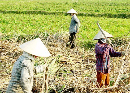 Farmers destroy sugarcane fields to switch to grow other crops (Photo: SGGP) Farmers destroy sugarcane fields to switch to grow other crops (Photo: SGGP)