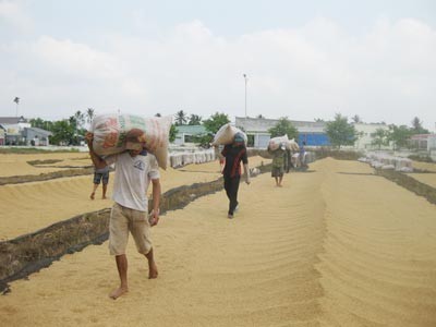 The Mekong Delta has entered peak harvest time of winter spring rice crop after Tet holidays (Photo: SGGP)