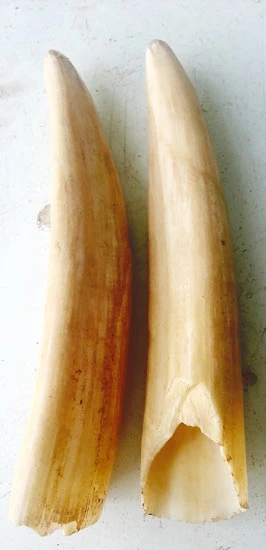 Khắc khoải dugong