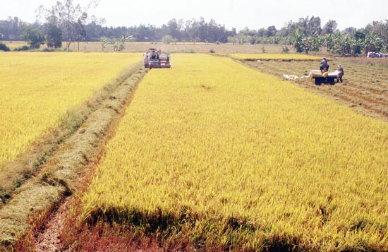 Hau Giang farmers reap winter spring rice (Photo: SGGP) Hau Giang farmers reap winter spring rice (Photo: SGGP)