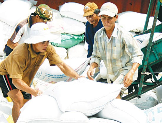 Rice bags are transported to warehouse for stockpiling (Photo: SGGP) Rice bags are transported to warehouse for stockpiling (Photo: SGGP)