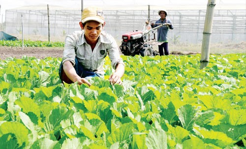 Vegetable farming under VietGap quality for the price subsidization program at Tho Viet Cooperative, Cu Chi District, HCMC (Photo: SGGP) Vegetable farming under VietGap quality for the price subsidization program at Tho Viet Cooperative, Cu Chi District, HCMC (Photo: SGGP)