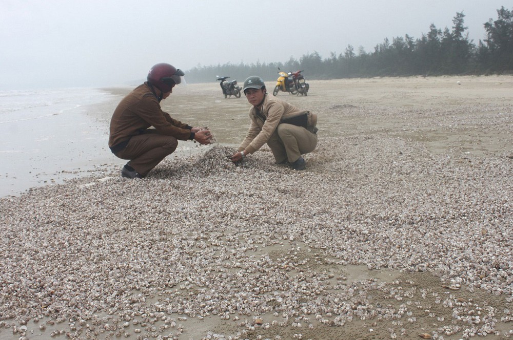 Dead ark clams and snails cover the beach in Ky Anh District, Ha Tinh Province (Photo: SGGP) Dead ark clams and snails cover the beach in Ky Anh District, Ha Tinh Province (Photo: SGGP)