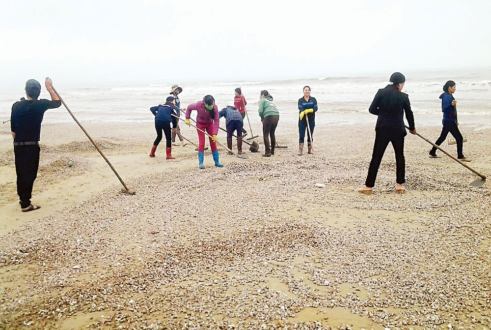 Local residents collect dead ark clams and snails (Photo: SGGP) Local residents collect dead ark clams and snails (Photo: SGGP)