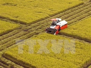 Harvesting the summer-autumn rice crop in the Mekong Delta province of Hau Giang (Photo: VNA Harvesting the summer-autumn rice crop in the Mekong Delta province of Hau Giang (Photo: VNA