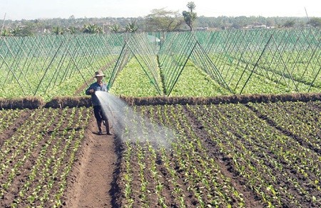 A farmer waters his vegetable field in the Central Highlands province of Gia Lai's An Phu Commune. The quality of domestic farm produce is expected to improve as big local businesses pour capital into the agricultural sector (Photo: VNA/VNS) A farmer waters his vegetable field in the Central Highlands province of Gia Lai's An Phu Commune. The quality of domestic farm produce is expected to improve as big local businesses pour capital into the agricultural sector (Photo: VNA/VNS)