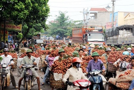 Farmers transport lychees from Bac Giang Province to different areas. This year, farmers in Hai Duong Province's Thanh Thuy Commune are preparing to make their first lychee shipment to the US. — VNA/VNS Photo Viet Hung Farmers transport lychees from Bac Giang Province to different areas. This year, farmers in Hai Duong Province's Thanh Thuy Commune are preparing to make their first lychee shipment to the US. — VNA/VNS Photo Viet Hung