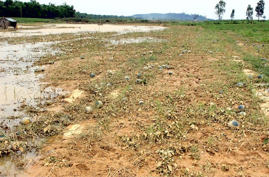 Watermelon crop is sunk under water. (Photo:SGGP) Watermelon crop is sunk under water. (Photo:SGGP)