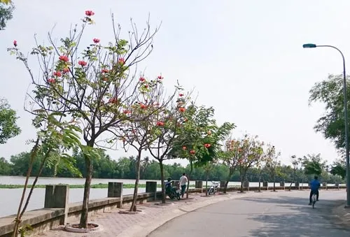 Không trồng cây sò đo cam vì bông rất độc