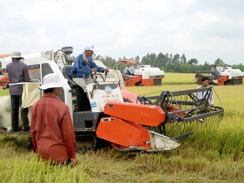 Doanh nghiệp xuất khẩu gạo tự làm khó nhau