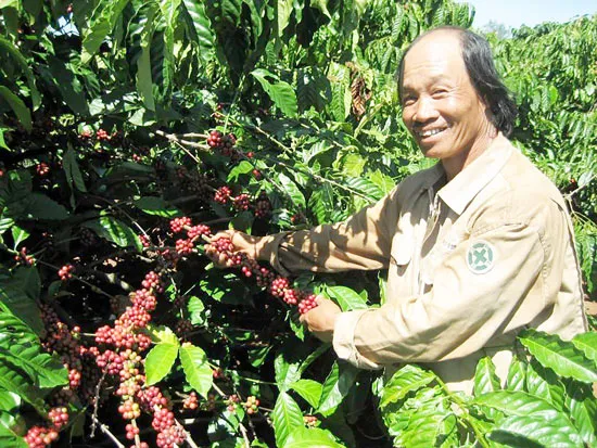 Lơ lửng cà phê Ban Mê